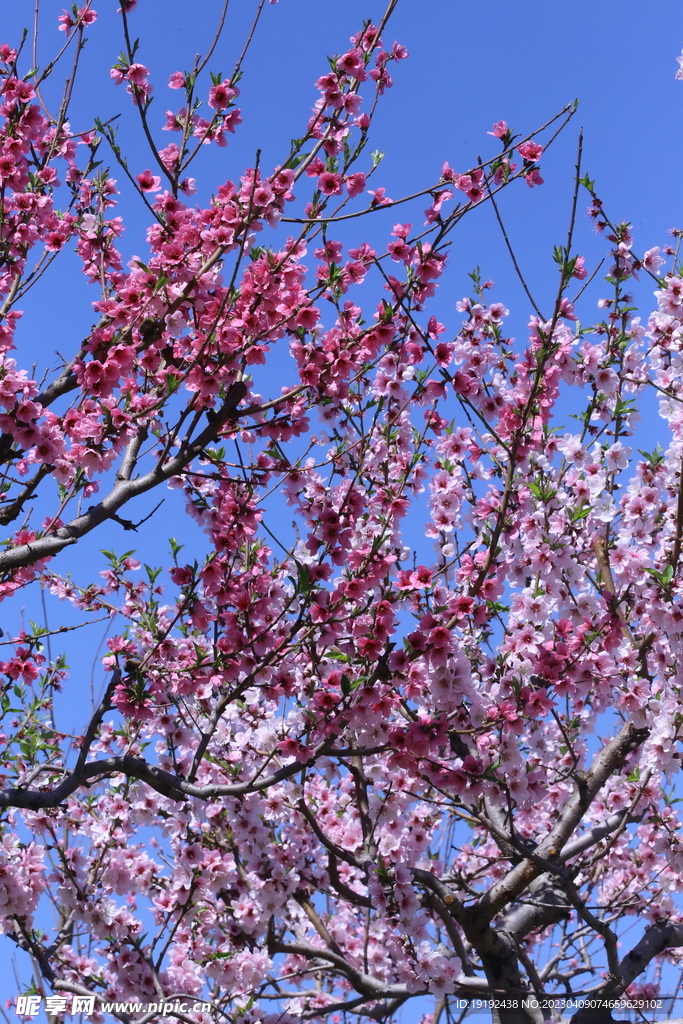 桃花 
