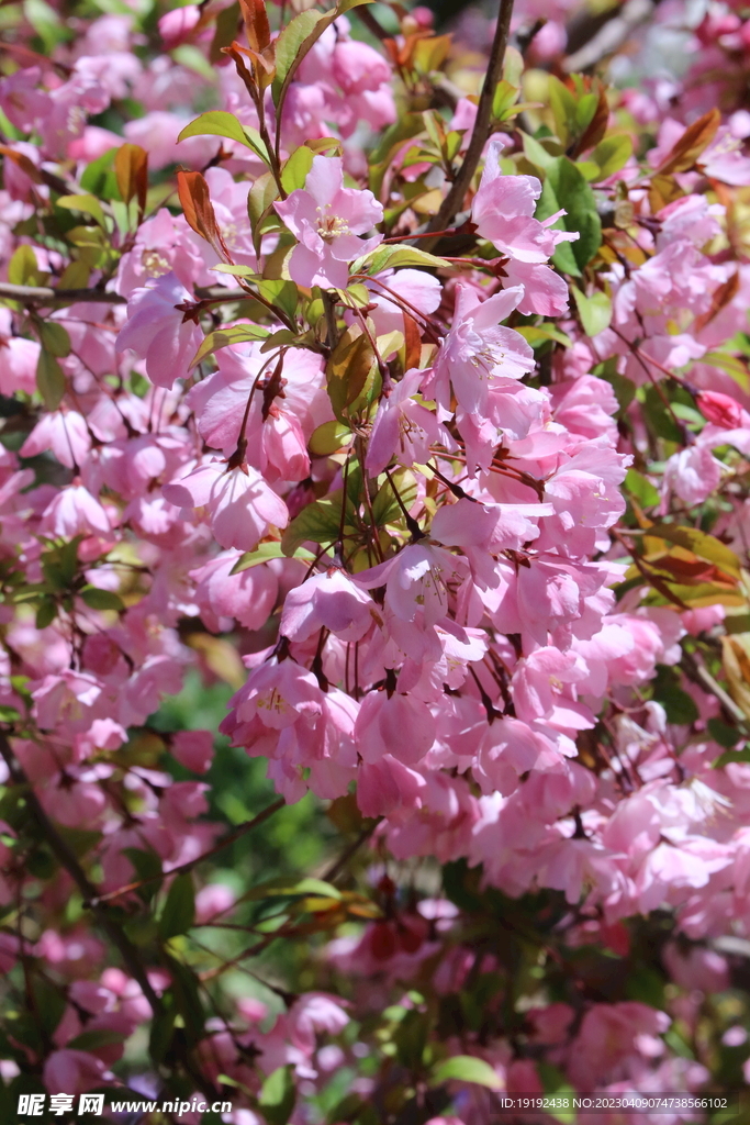 垂丝海棠花 