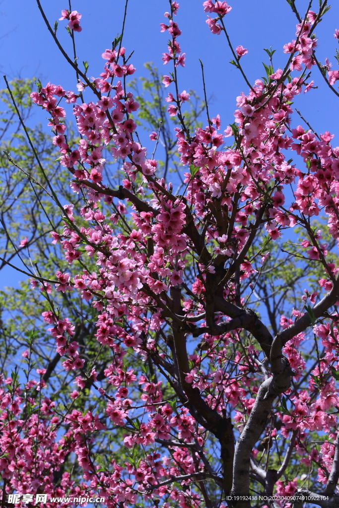 桃花 