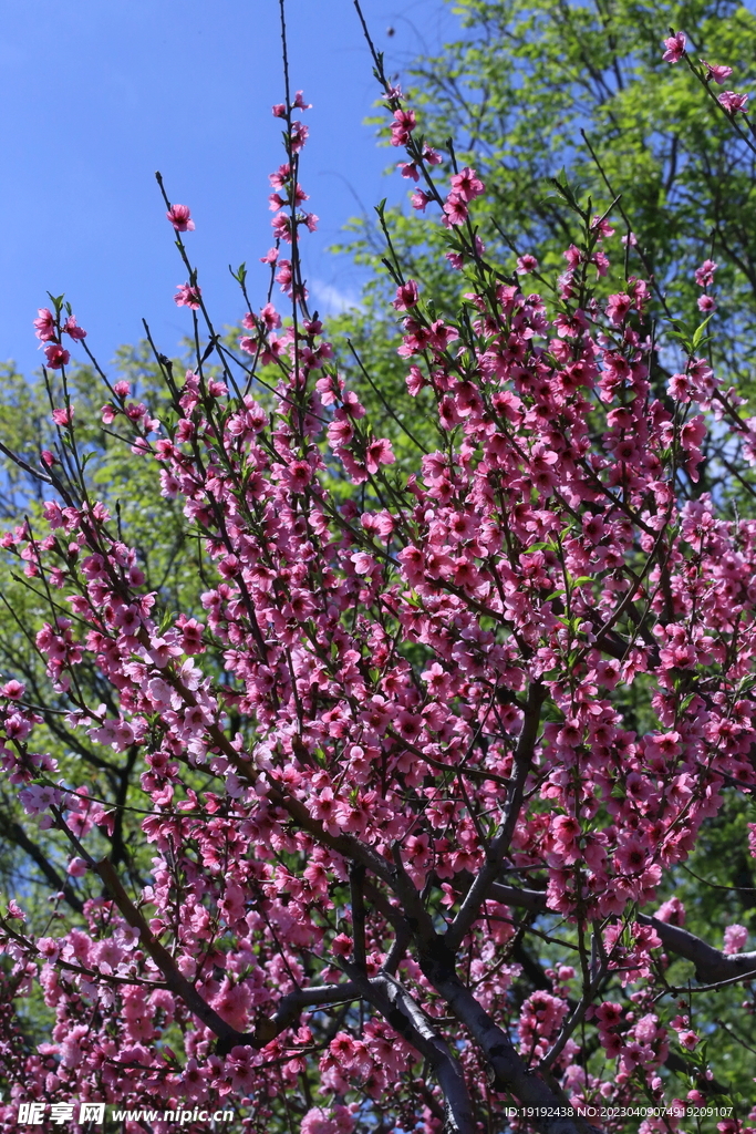 桃花