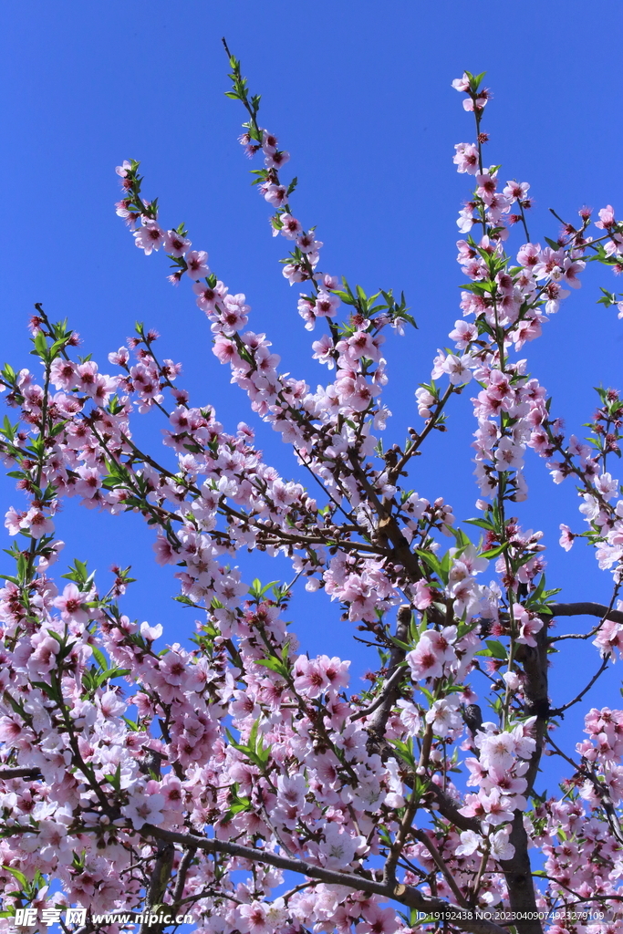 桃花 
