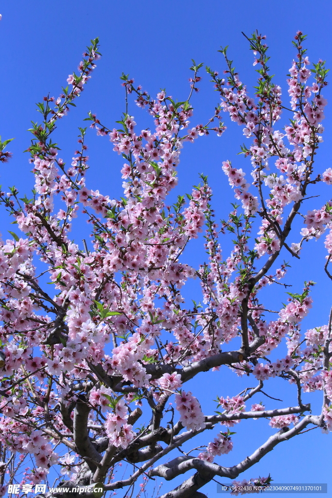 桃花 