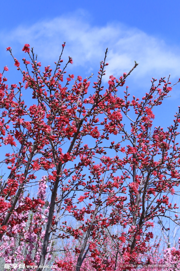 菊花桃 