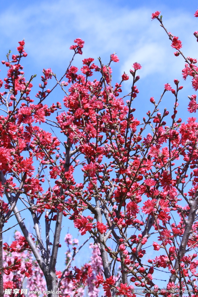 菊花桃 
