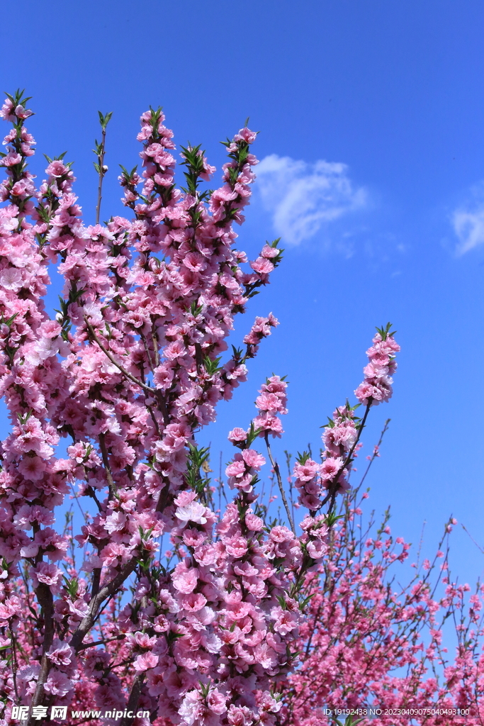 碧桃花儿