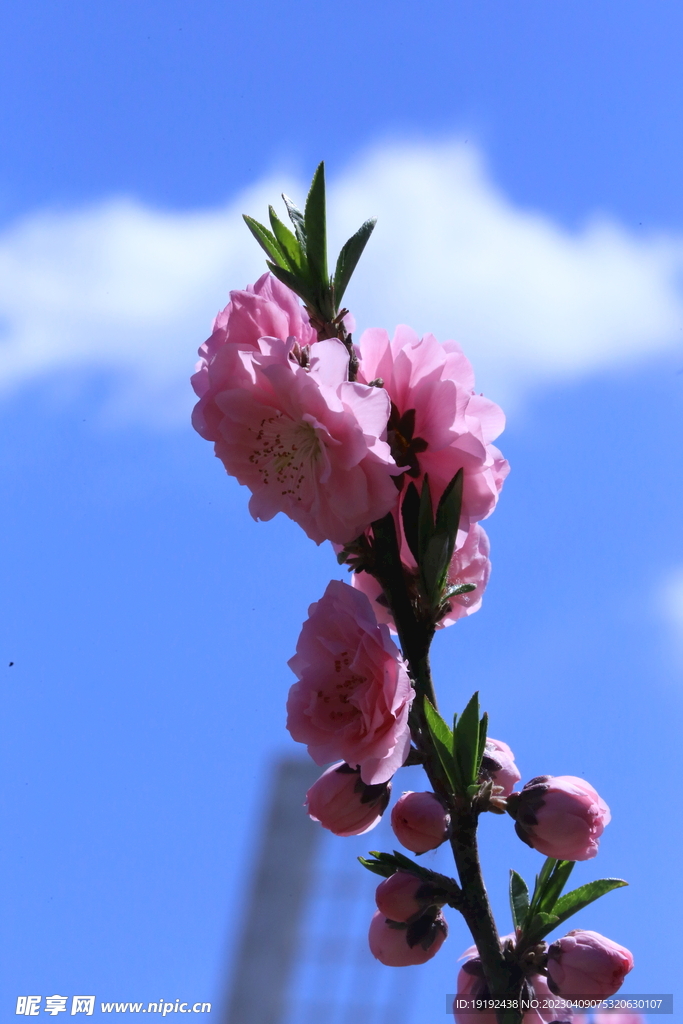 碧桃花儿 