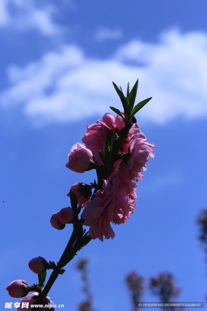 碧桃花儿 