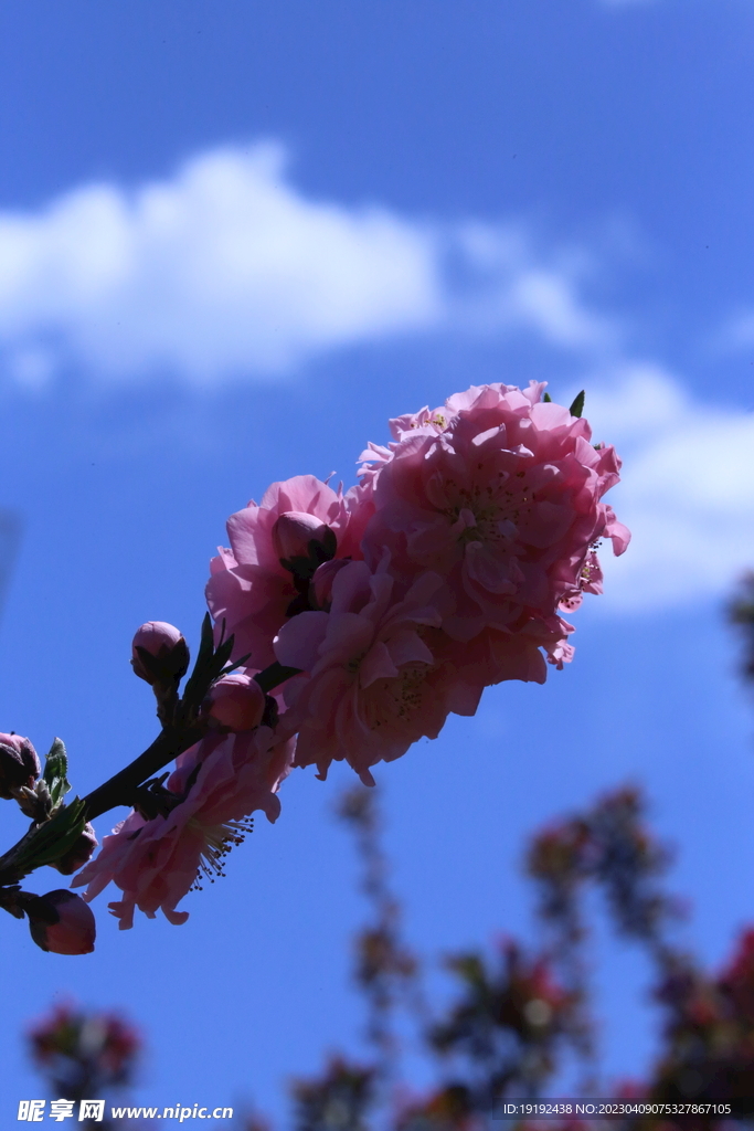 碧桃花儿 