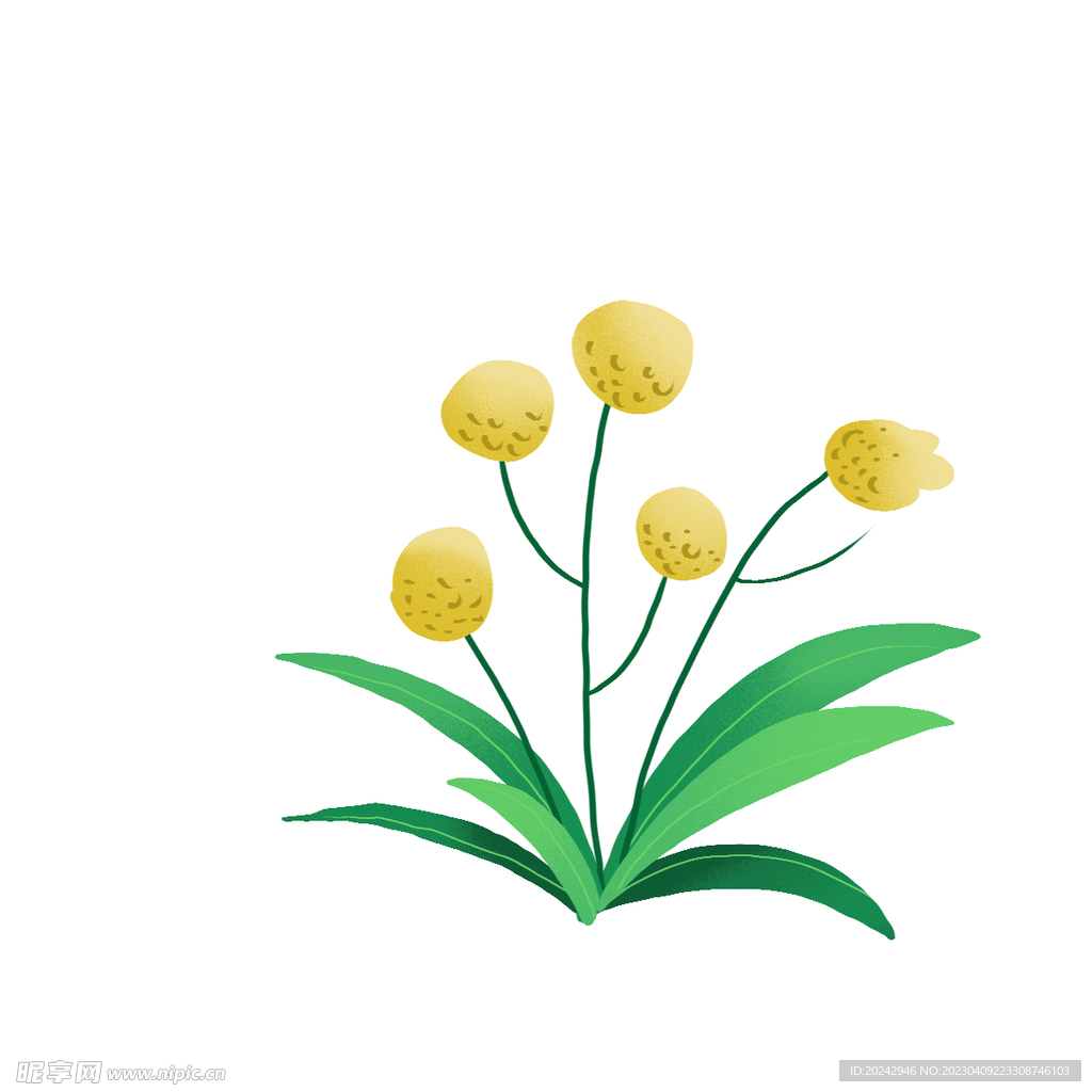 黄花植物