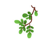 树叶植物 