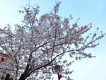 东京樱花