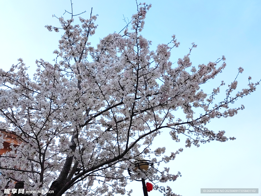 东京樱花