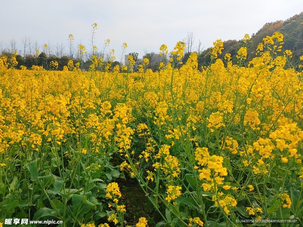 油菜花风光