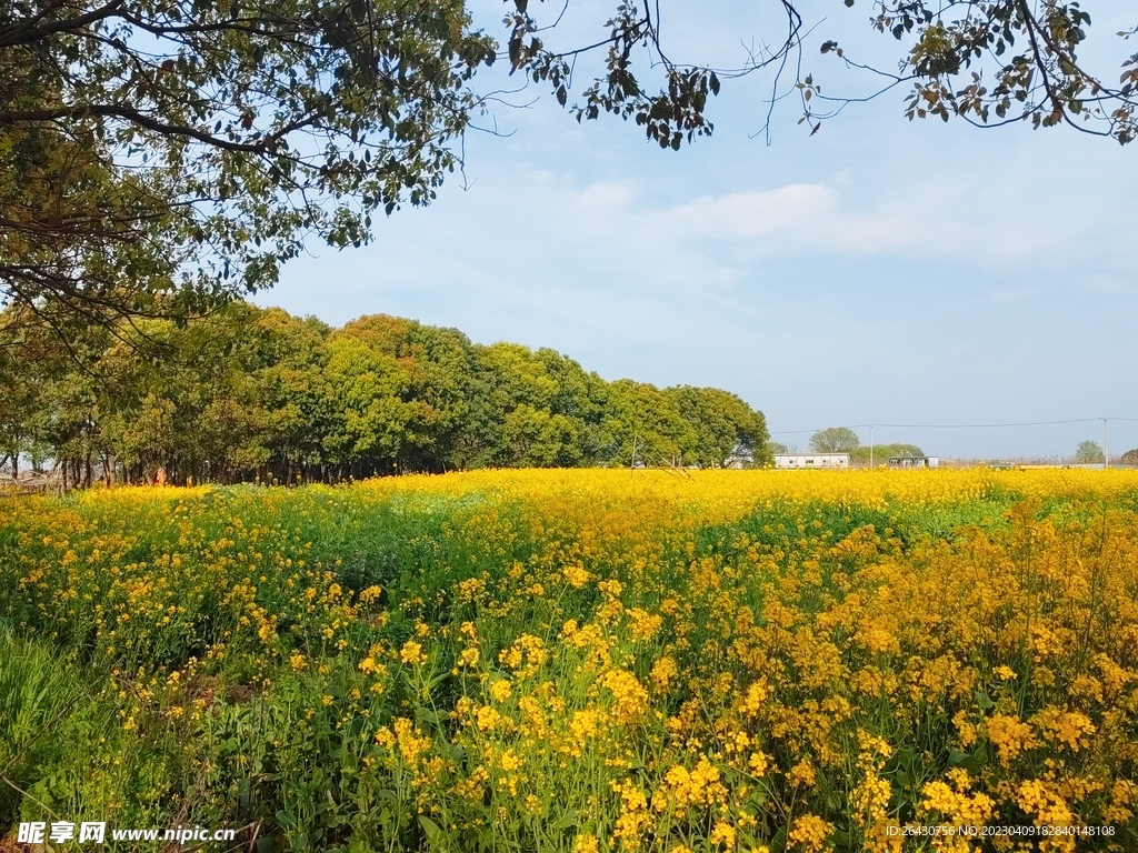 油菜花田风景