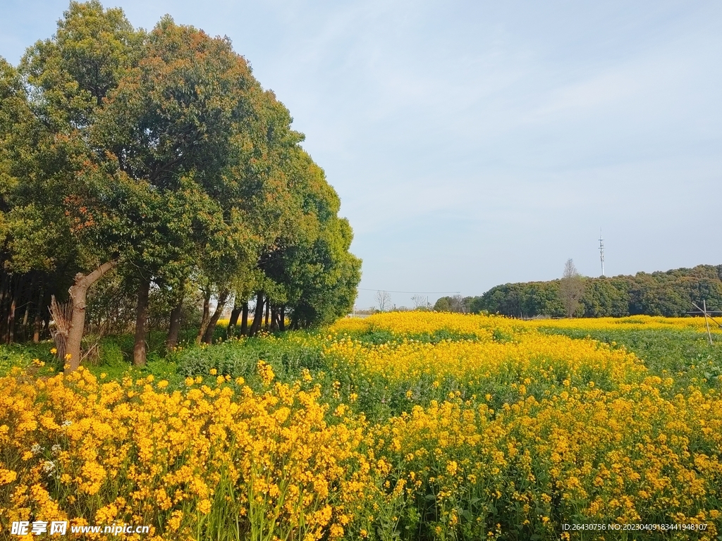 油菜花海