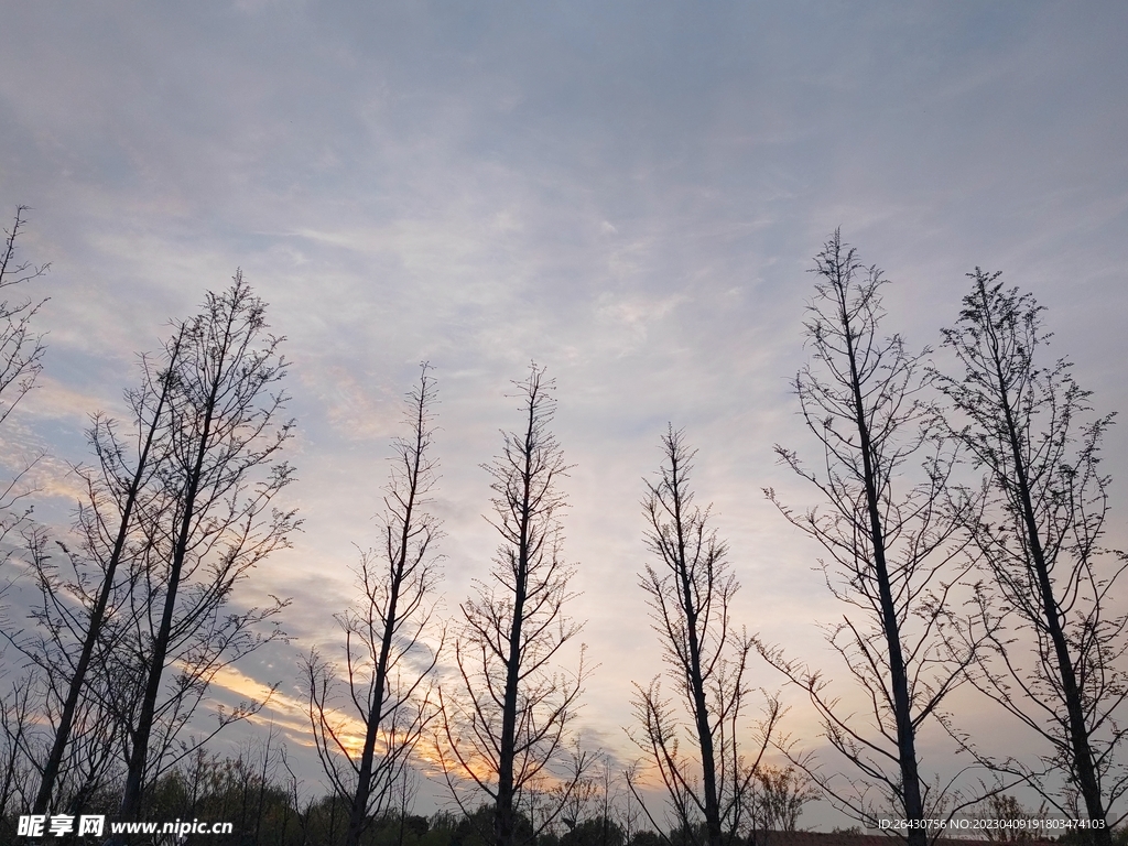 夕阳杉树林