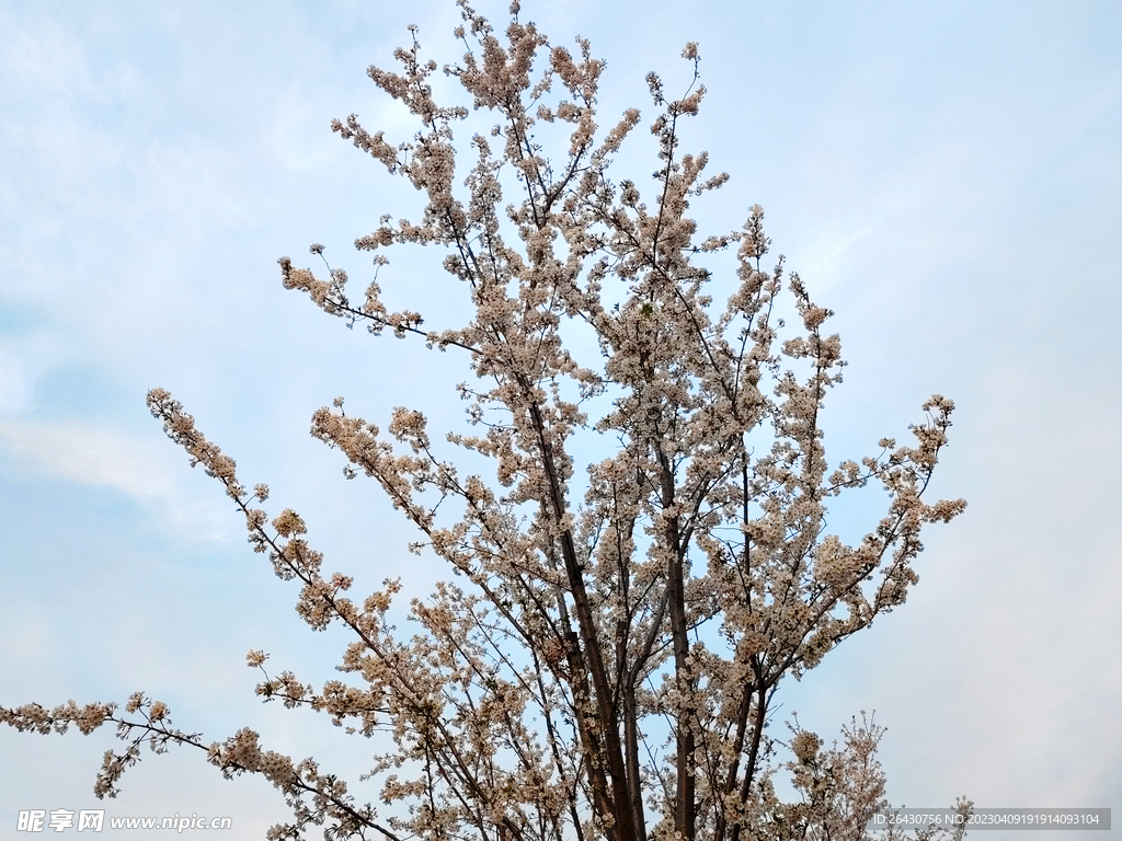 东京樱花 