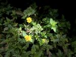 灯光下小黄花