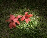 木棉花