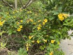 观赏性鲜花