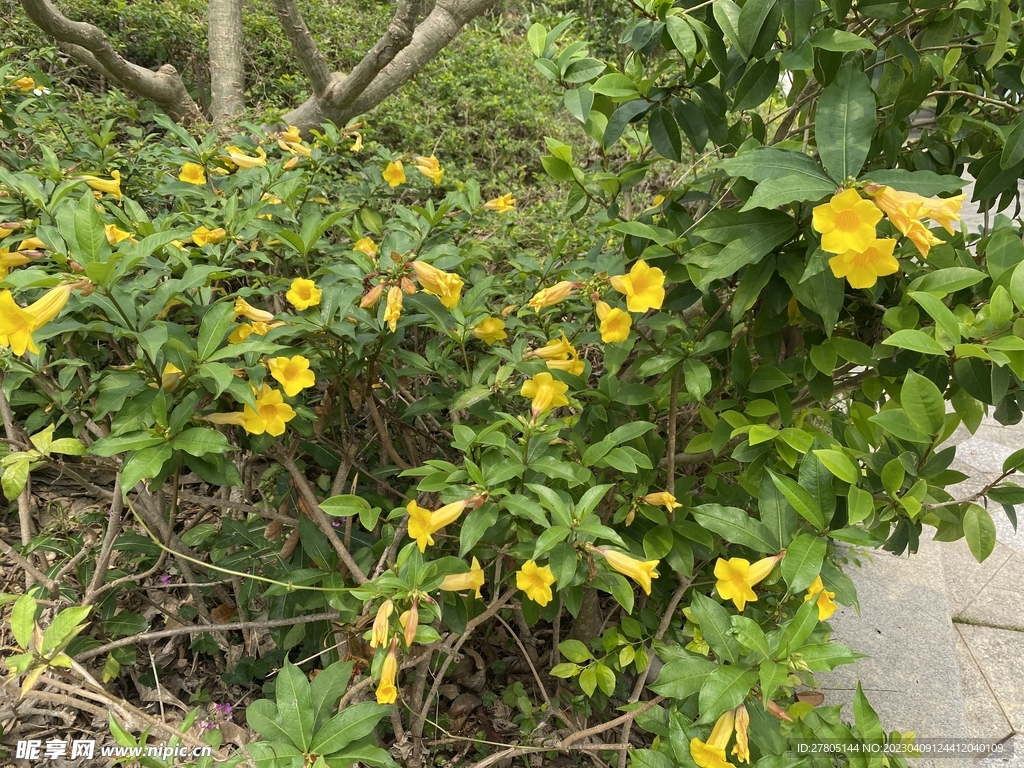 观赏性鲜花