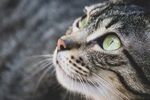 小猫