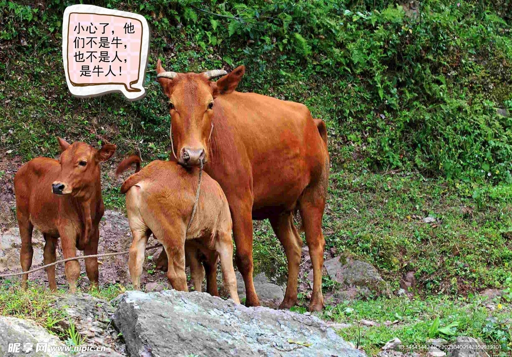 牛