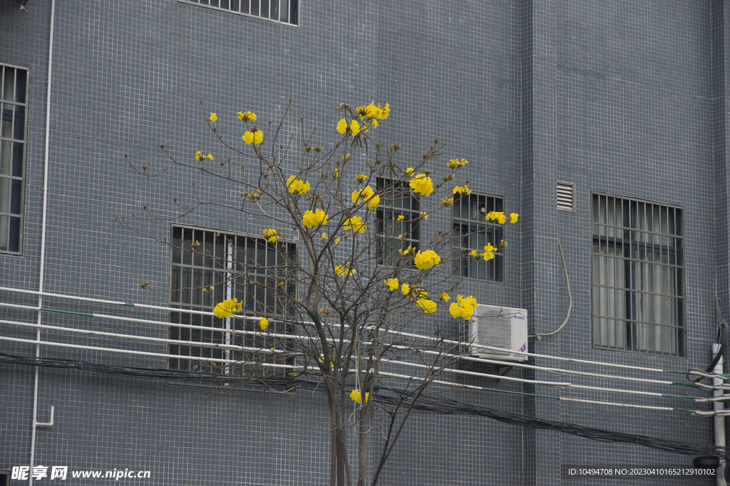 城市路边黄风铃花草树木绿植