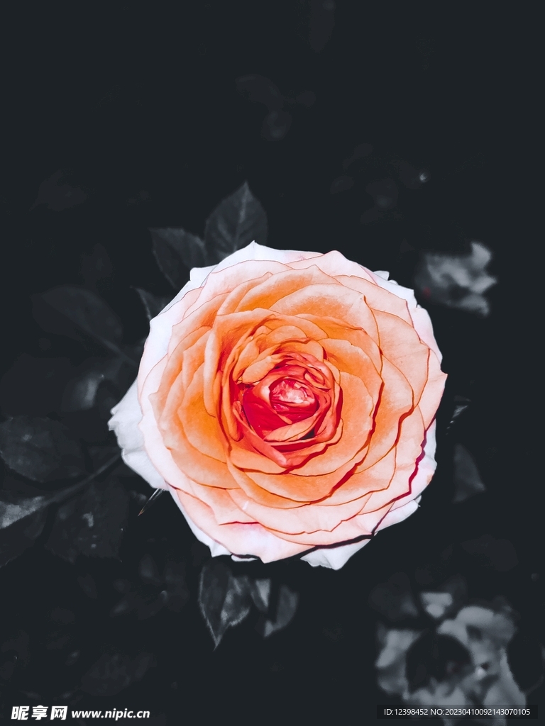 月季花