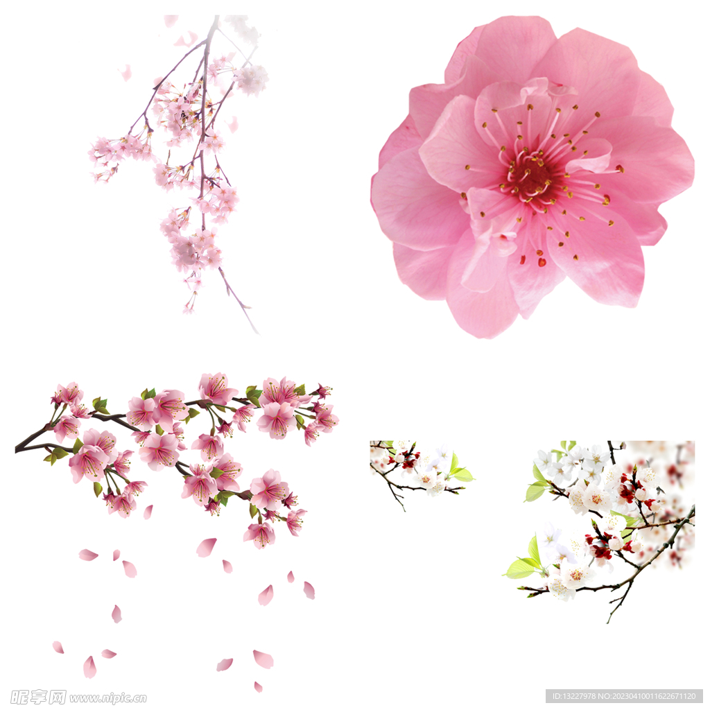 桃花 