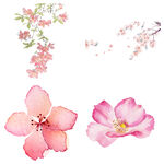 桃花 