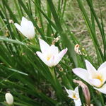 水仙花 花朵