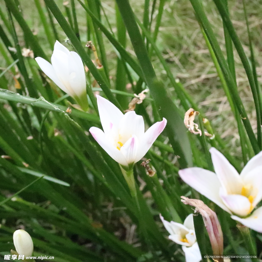 水仙花 花朵