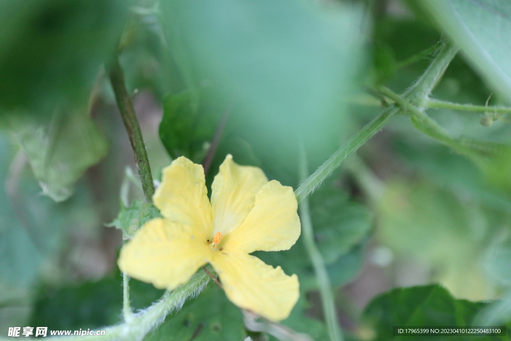 小黄花