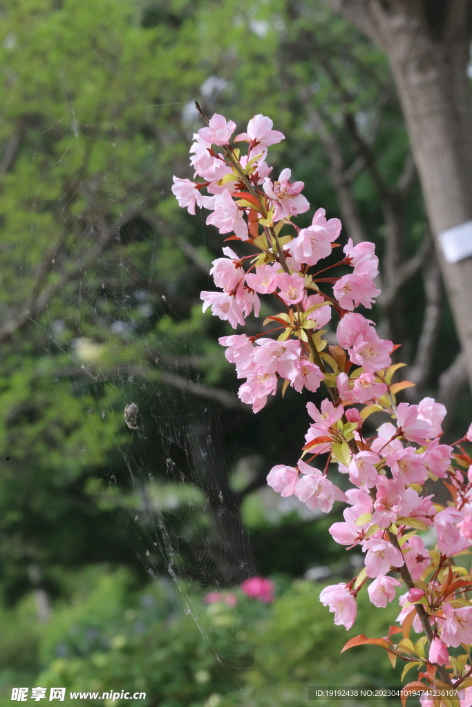 垂丝海棠花