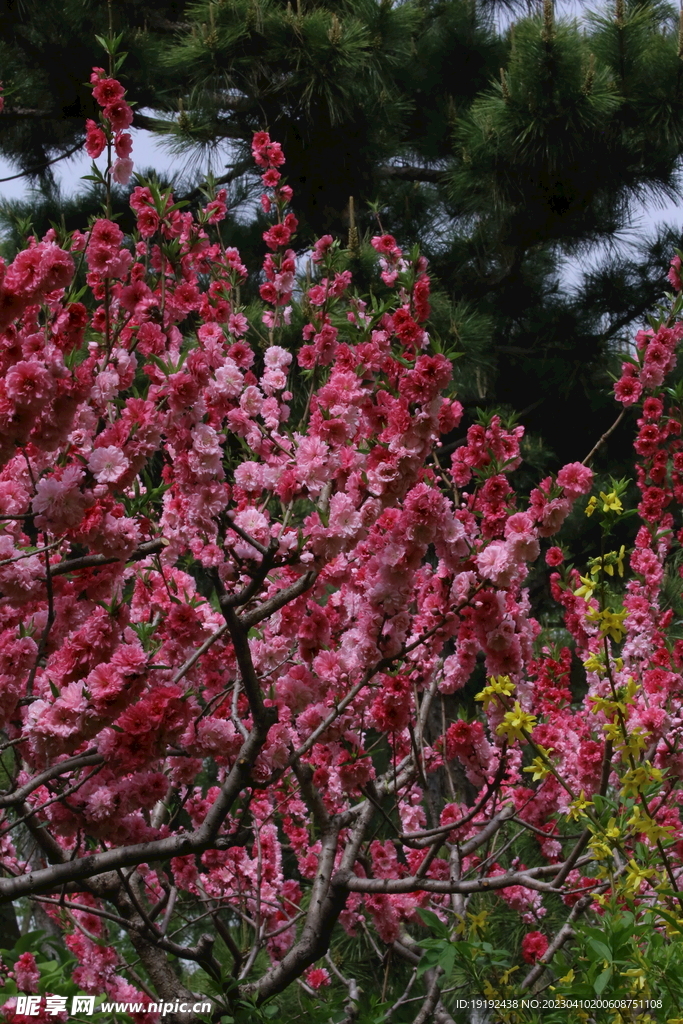 碧桃花儿 