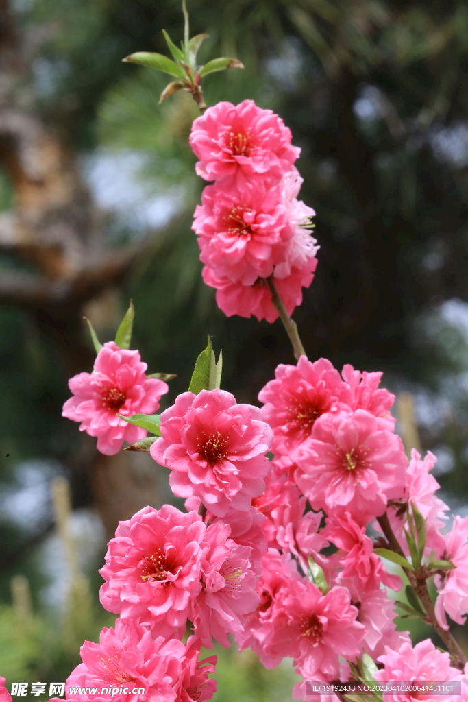 碧桃花儿