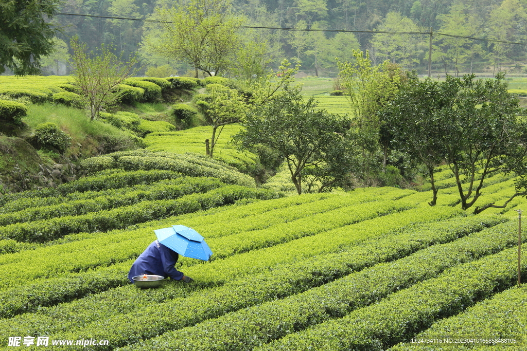 茶园图片