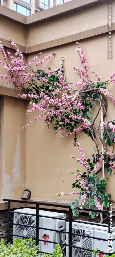 樱花