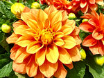 吉祥大丽花
