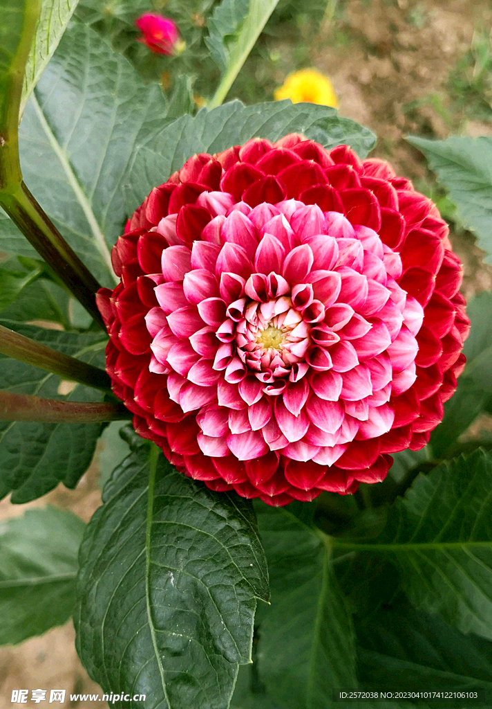 吉祥大丽花