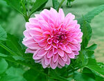 吉祥大丽花