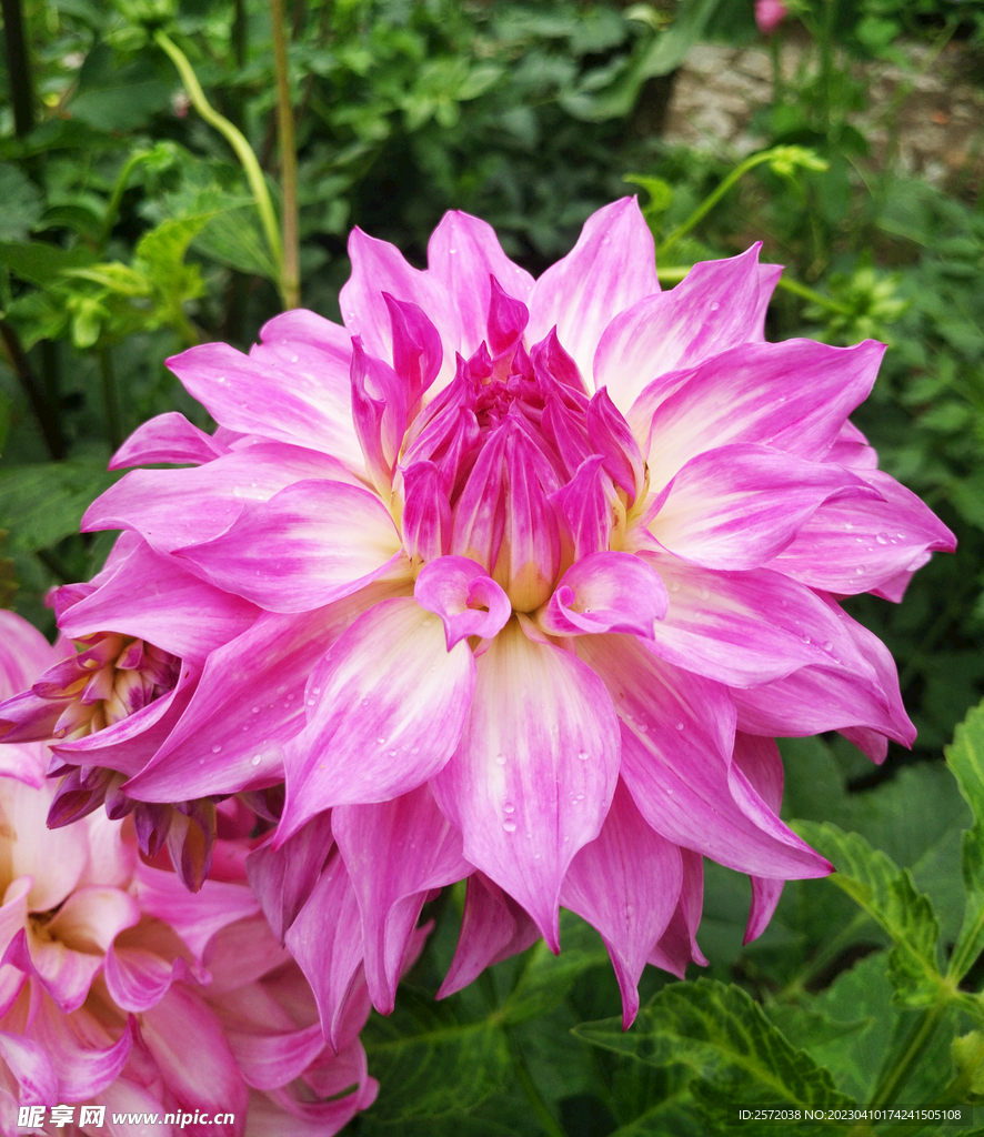吉祥大丽花