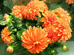 吉祥大丽花