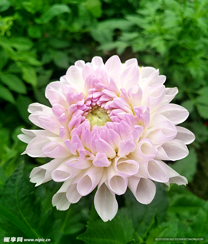 吉祥大丽花