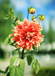 吉祥大丽花