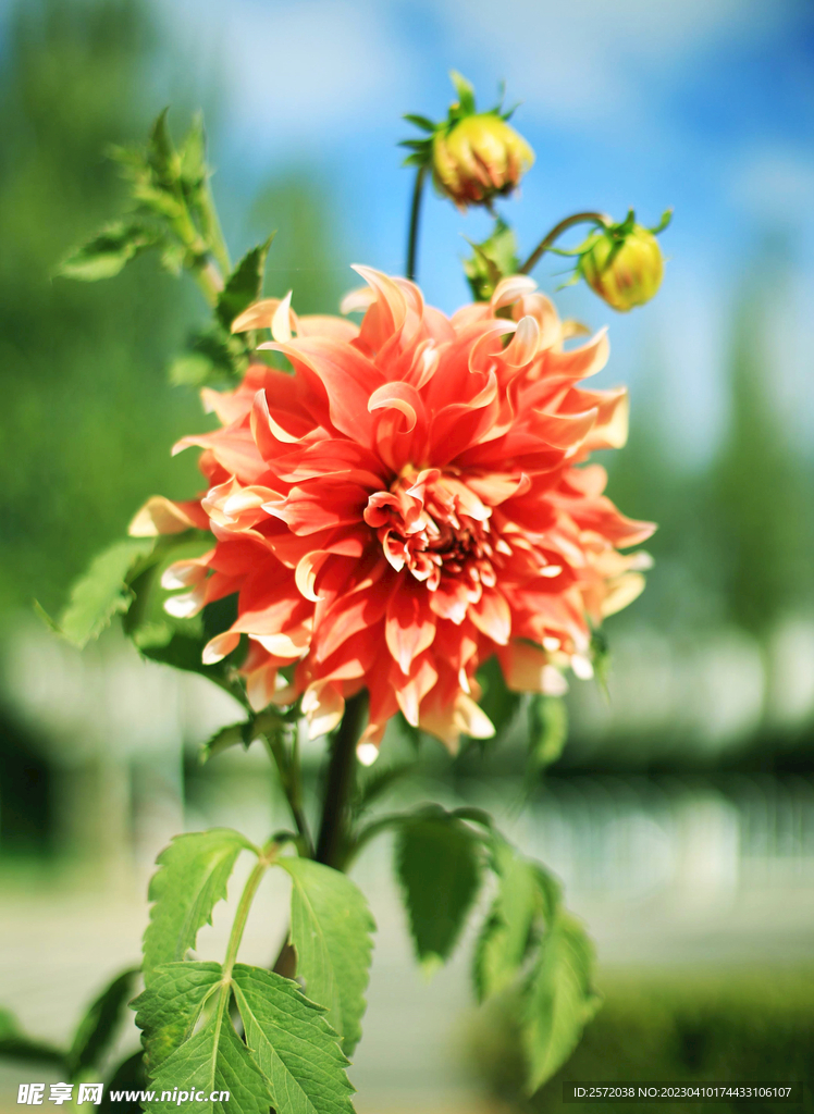 吉祥大丽花