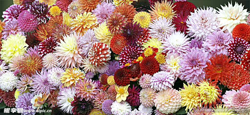吉祥大丽花