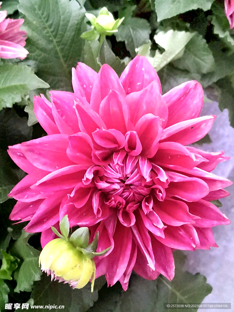 吉祥大丽花