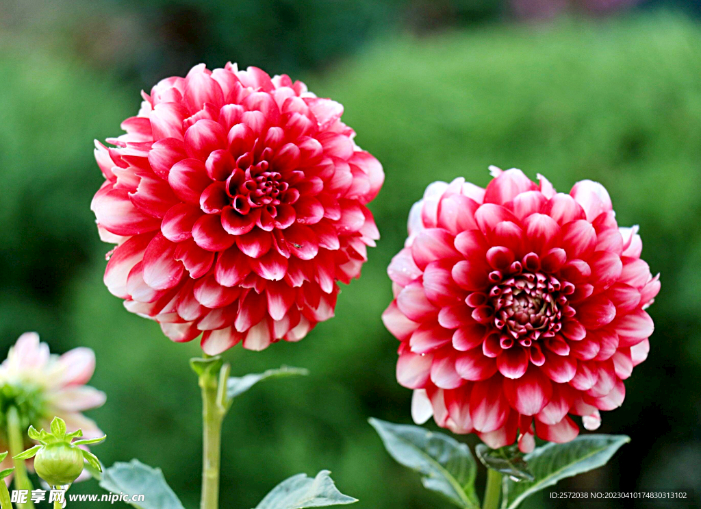 吉祥大丽花